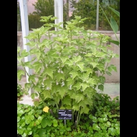 Hibiscus Grandiflorus (fam Malvacees) (sud-est USA) (1)